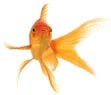 theskullwhisperers/goldfish_swimming.gif